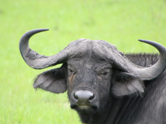 Lake Mburo National Park - Buffel