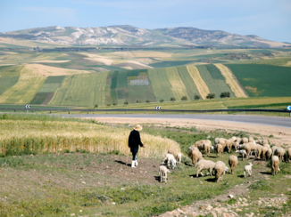 Marokko - schaapsherder