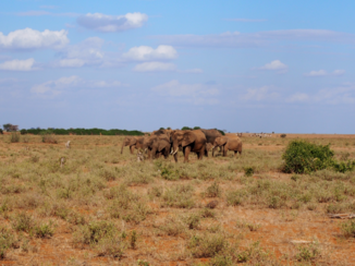 Kenia - Just chilling elephants