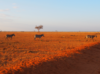 Kenia - Geniet van het uitzicht en de zebras