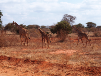 Kenia - Ze waren een beetje bang en renden weg, de kleine keek nog even achterom uit nieuwsgierigheid