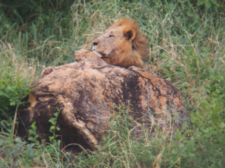 Kenia - King of the jungle