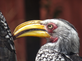 Namibië - Grey hornbill