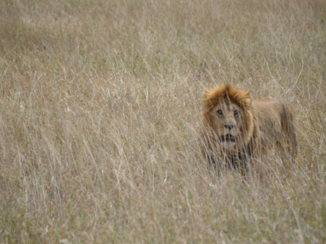 Serengeti National Park - Leeuw