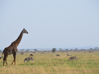 Serengeti National Park - Giraffe, zebra's