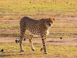 Kenia