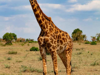 Kenia