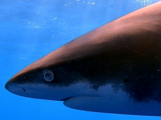 Rode Zee - Nieuwsgierige oceanic white tip at Elphinstone reef