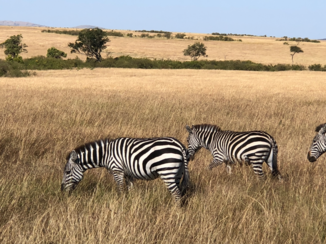 Kenia - Safari in het Maasai Mara park
