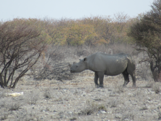 Etosha National Park - De neushoorn