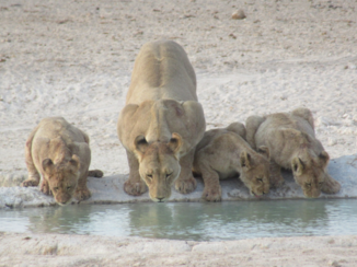 Etosha National Park - Leeuwin met haar welpjes