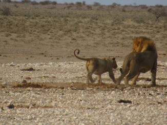 Etosha National Park - Leeuw met zijn welpje