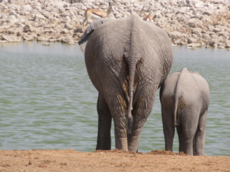 Etosha National Park - De billen van een olifant