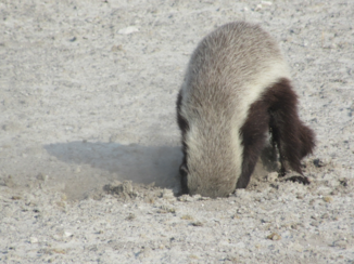Etosha National Park - Opzoek naar eten