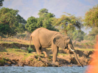 Zimbabwe - Olifant komt drinken