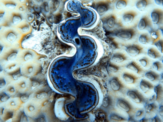 Egypte - Onderwater schelp