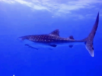 Egypte - Whale shark