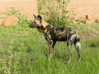 Stranden van Zanzibar - Wilde hond