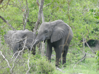 Stranden van Zanzibar - Olifanten