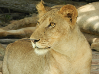 Stranden van Zanzibar - Leeuwen