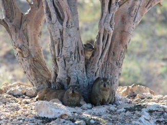 Kalahari woestijn - Klipdassen op de uitkijk