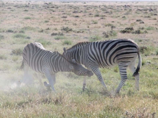 Kalahari woestijn - Zebra's in gevecht