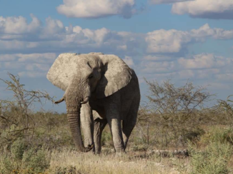 Kalahari woestijn - Zwervende olifant