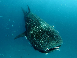 Tanzania - Whaleshark