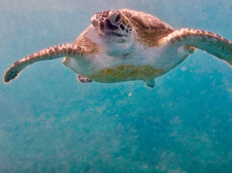 Egypte - circle of life