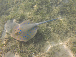 Egypte - blauw gestippelde rog