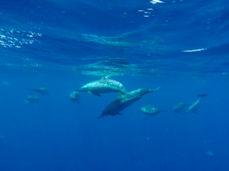 Egypte - beautiful dolphins