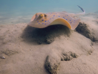 Egypte - blauw gestippelde rog