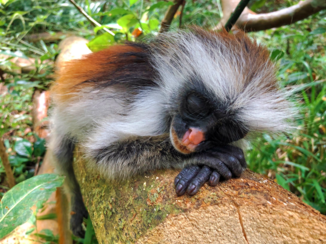 Stranden van Zanzibar - Zo, nu eerst een powernap!
