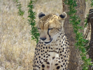Serengeti National Park - Cheetah