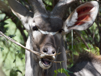 Chobe National Park - etende kudu