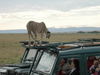 Kenia - Cheetah bedreigd toeristen