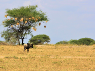 Tanzania - Serengetti