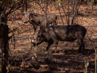 Zimbabwe - Warthogs