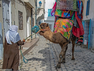 Tunesië - Kameel in de medina in Kairouan