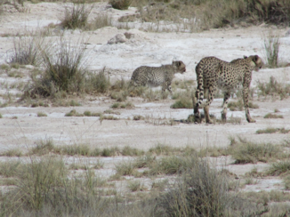 Etosha National Park