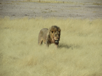 Etosha National Park