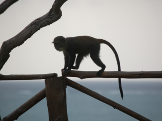Stone Town Zanzibar - Zanzibari monkey