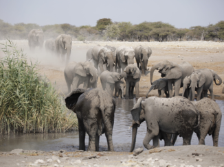 Etosha National Park