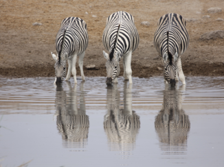 Etosha National Park
