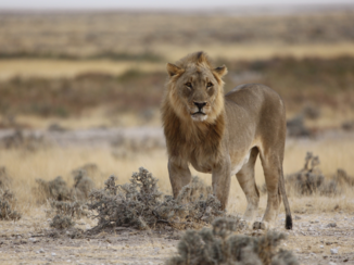 Etosha National Park