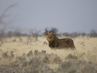 Etosha National Park