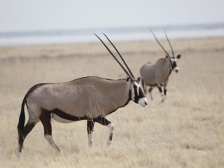 Etosha National Park
