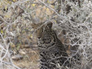 Etosha National Park