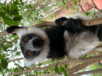 Madagaskar - Who’s your monkey?