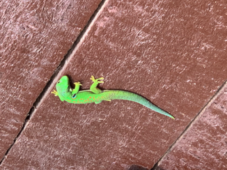 Madagaskar - I’m a dragon!